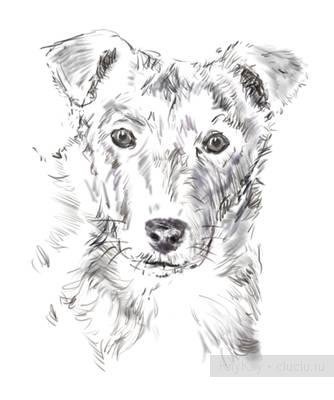 Рисование собаки с фотографии, мастер класс