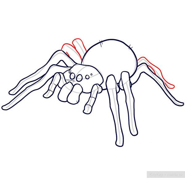 Рисуем паука-птицееда