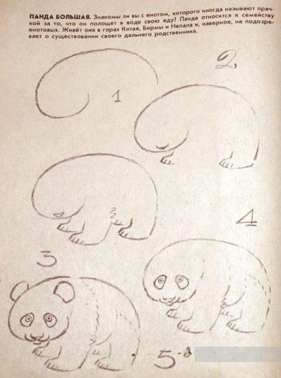 Урок рисования - рисунок панды