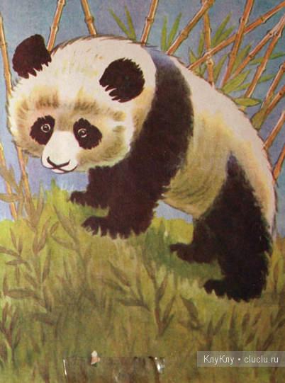 Урок рисования - рисунок панды
