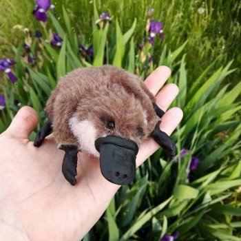 Авторская выкройка Олеси Демиденко - утконос