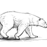 Поэтапное рисование карандашом. Белый медведь