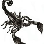 Скорпион. Пошаговое рисование карандашом