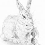 Как нарисовать кролика, мастер класс